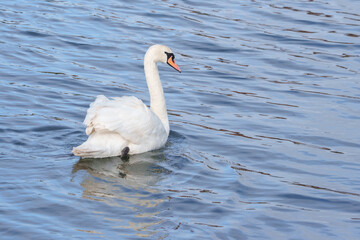 white swan on the water at Riverside Park, Southampton 
