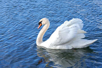 swan on the water, River Itchen at Riverside Park, Southampton 