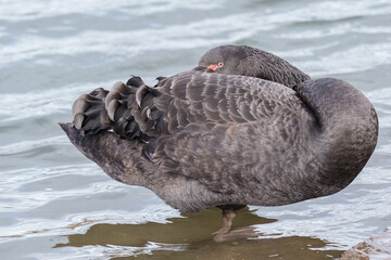 black swan on the river itchen at riverside park