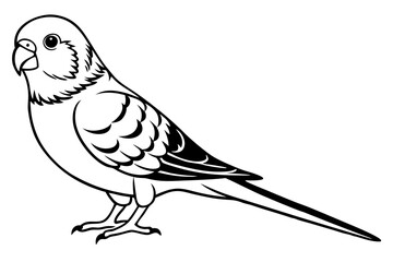 parakeet silhouette line art vector illustration with a white background