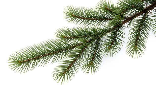 Show a close-up of vibrant green pine tree branches with sharp needles against a bright, out-of-focus background.

