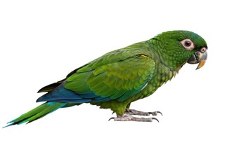 Portrait of a cute green parrot pet bird on clean background 