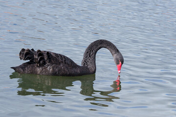 black swan on the river itchen at riverside park, southampton 