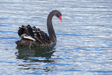 black swan on teh river itchen, riverside park, southampton 