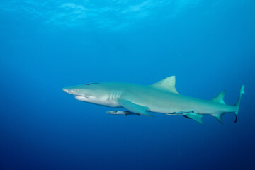 Lemon shark at ocean surface