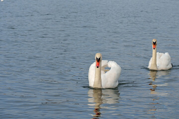 swan on the river itcehn at riverside park, southampton