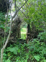 A secluded entrance is surrounded by dense greenery and underbrush, inviting exploration into the peaceful forest beyond on a sunny day