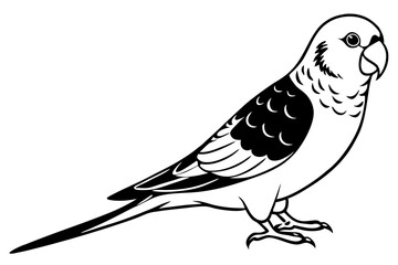 parakeet silhouette line art vector illustration with a white background