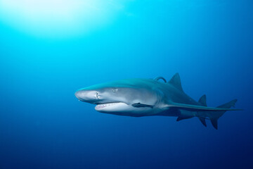 Fototapeta premium Lemon shark in the open ocean