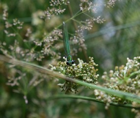 Demoiselle Caloptéryx vierge mâle, Beautiful demoiselle (Calopteryx virgo) posé sur une herbe.