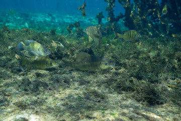 Chubsuckers and bluegill in natural spring