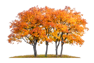Majestic Autumn Trees Vibrant Orange Leaves Scenic Beauty