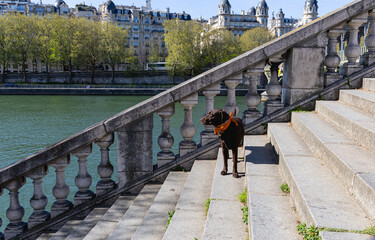 Un chien en promenade à Paris.