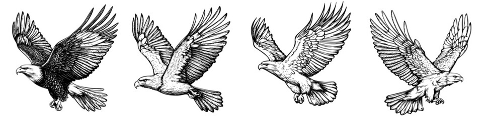 Obraz premium Detailed illustrations of birds of prey in flight showcasing different species with unique wing and body features