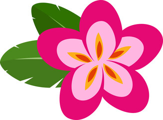 pink frangipani Lelawadee flowers illustration design
