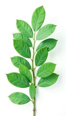 Green eucalyptus leaves isolated on white background, nature, eucalyptus