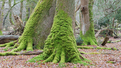 trees in the new forest