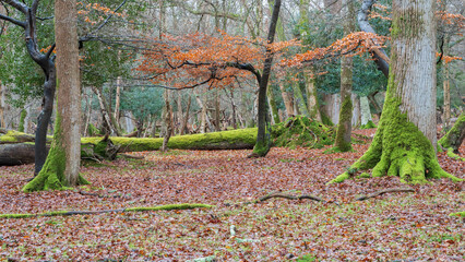 New forest in autumn