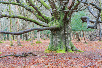 veteran tree in the new forest