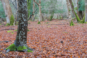 New forest woodland