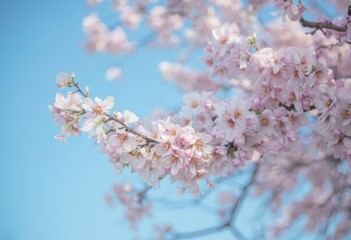 Blossoming Cherry Tree in Full Bloom