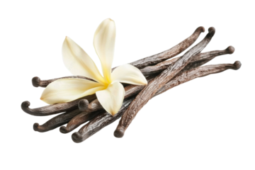 Bunch of vanilla beans with a flower on top, isolated