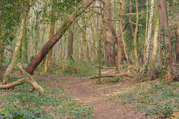 woodland path