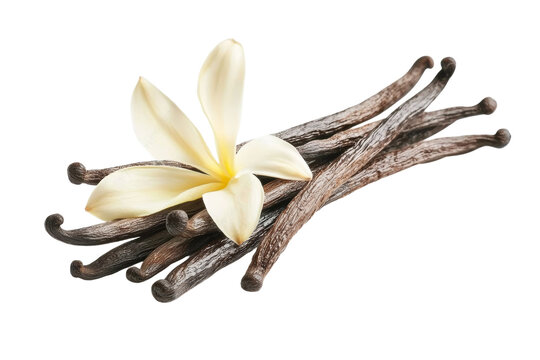 Bunch of vanilla beans with a flower on top, isolated