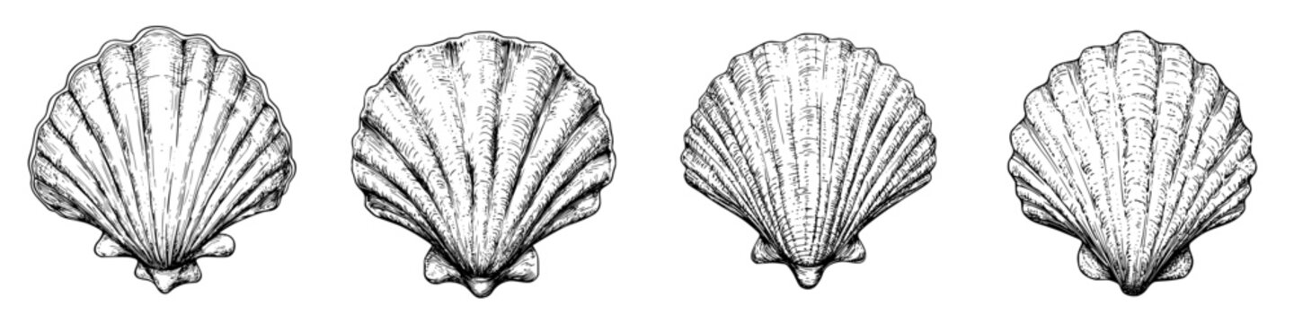 Detailed black and white illustrations of four unique scallop shells arranged in a row for artistic reference