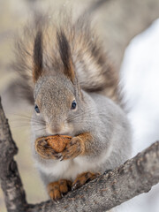 The squirrel with nut sits on tree in the winter or late autumn