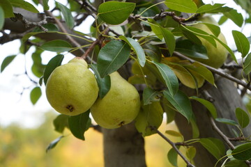 pear on tree