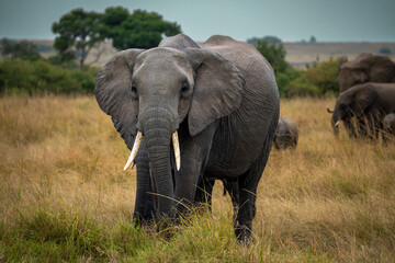 Fototapeta premium elephant 
