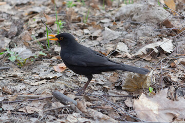 Blackbird (Turdus merula) on the ground in the park