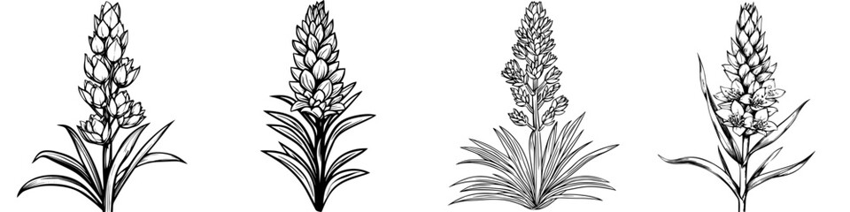 Beautiful illustrations of flowering plants showcasing intricate details and unique features in black and white
