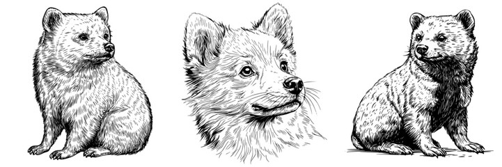 Fototapeta premium Three distinct illustrations depict a bear-like animal in various poses, emphasizing its features and textures