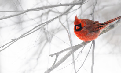 Red Cardinal bird on a branch of tree in Winter
