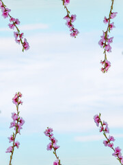 Floral frame made of blooming pink cherry branches against a cloudy sky background. Minimalistic sakura blossom border. Fruit tree flowers. Copy space
