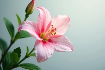 Fototapeta premium A delicate flower with intricate details on white background, flowers, white