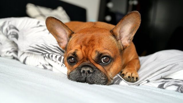 Uroczy buldog francuski