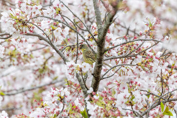 桜の木にとまるアオジ