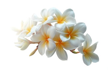 Naklejka premium Charming frangipani white isolated 