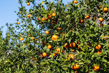 Orange fruits on the branch of a tangerine tree.