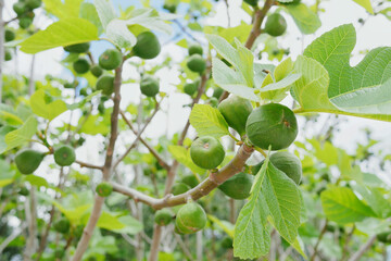 Unripe figs growing on a tree