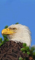 american bald eagle in flight