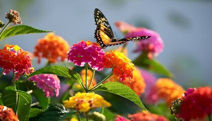 lantana butterfly garden multi colored blooms