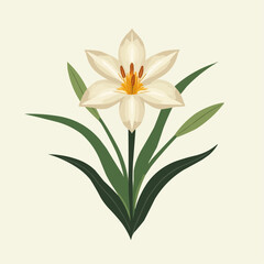 Naklejka premium White Lily Flower Illustration, Blooming Bud