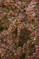 Bunch of yellow, orange, red flowers of Japanese barberry, Berberis thunbergia.