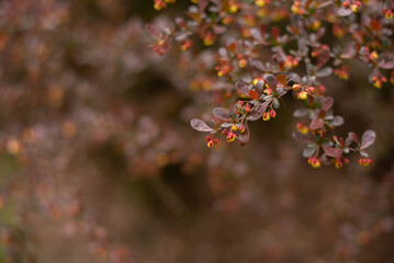 Bunch of yellow, orange, red flowers of Japanese barberry, Berberis thunbergia.