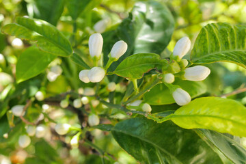 Buds on a lemon tree. Citrus blossom