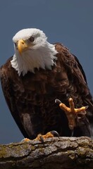 american bald eagle